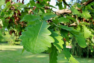 Quercus dentata - dub zubatý - list